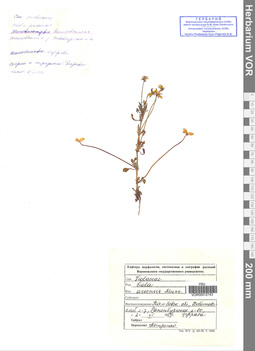 VOR 0012743