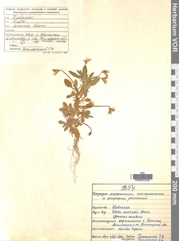 VOR 0012744
