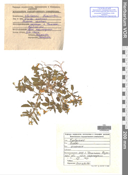 VOR 0040262