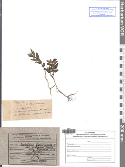VOR 0017011