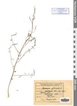 VOR 0025351