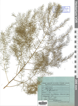 VOR 0025352
