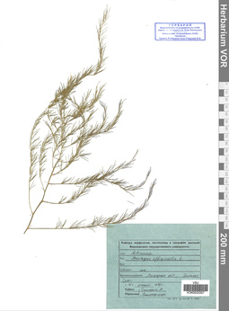 VOR 0025357