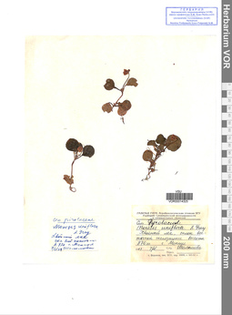 VOR 0014325