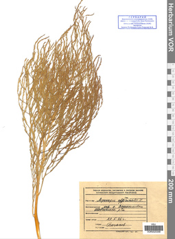 VOR 0025358