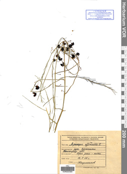 VOR 0025364