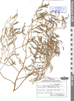 VOR 0026191