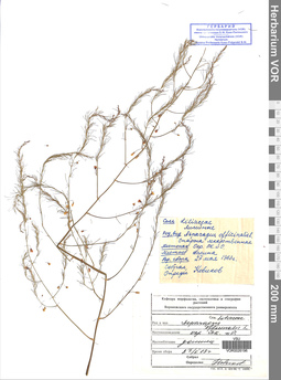 VOR 0026196