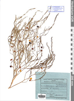 VOR 0026197
