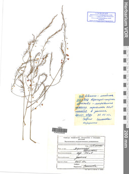 VOR 0026202