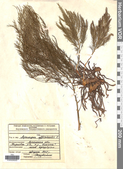 VOR 0026203