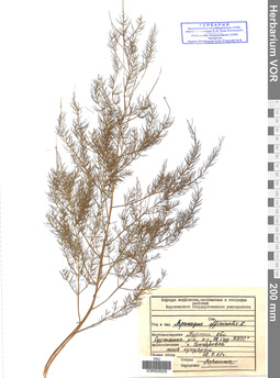 VOR 0026205