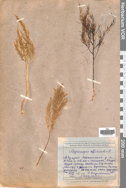 VOR 0026208