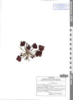 VOR 00014685