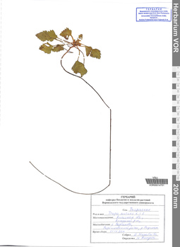 VOR 0014751
