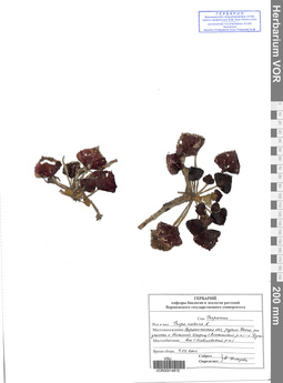 VOR 00014815