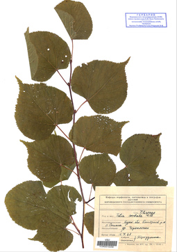 VOR 0010256