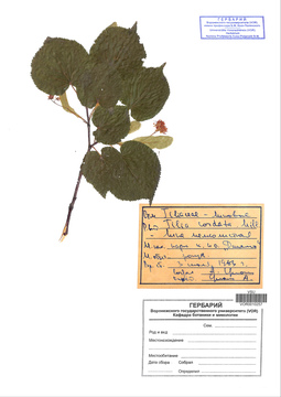VOR 0010257