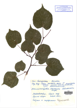 VOR 0010258