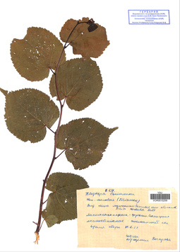 VOR 0010259