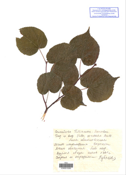 VOR 0010260