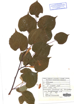 VOR 0011951