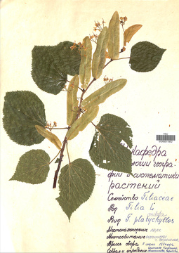 VOR 0011952