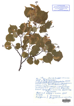 VOR 0011953