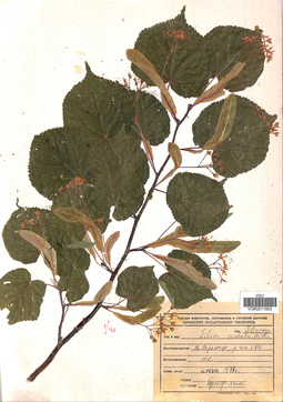 VOR 0011955