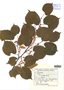 VOR 0011959