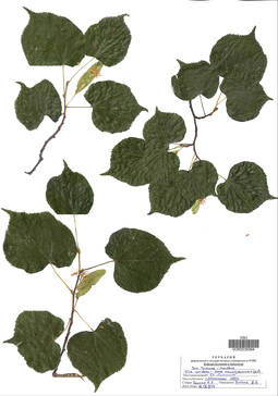 VOR 0039394