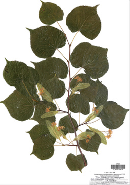 VOR 0039406