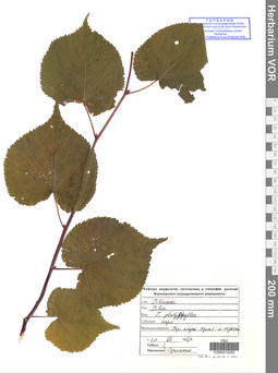 VOR 0010262