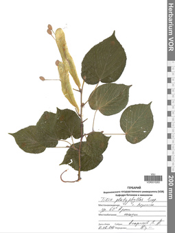 VOR 0010263