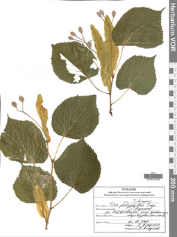 VOR 0010269