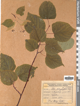 VOR 0010270