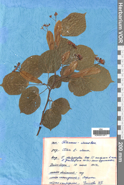 VOR 0012871