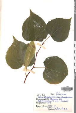 VOR 0012873