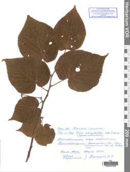 VOR 0012878
