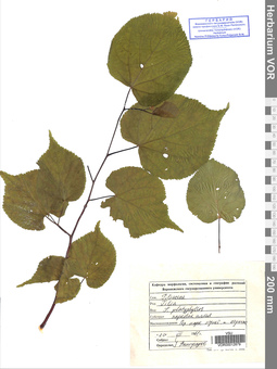 VOR 0012879