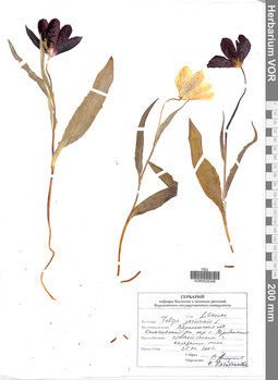 VOR 0025348