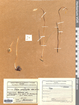 VOR 0025342