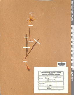 VOR 0025331