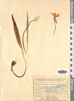 VOR 0025336