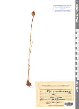 VOR 0025341