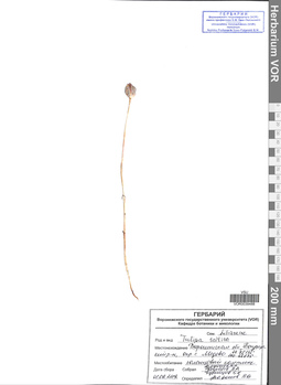 VOR 0039488