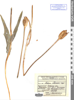 VOR 0025323
