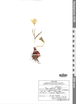 VOR 0025333