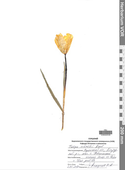 VOR 0025338