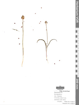 VOR 0025346